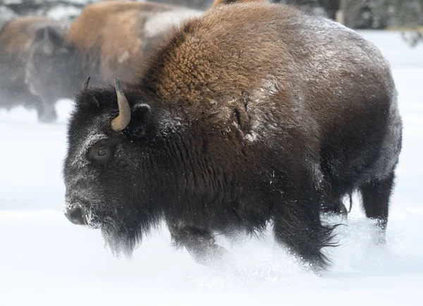 Bisonte Americano Corriendo Por Nieve Día Frío —  Fotos de Stock