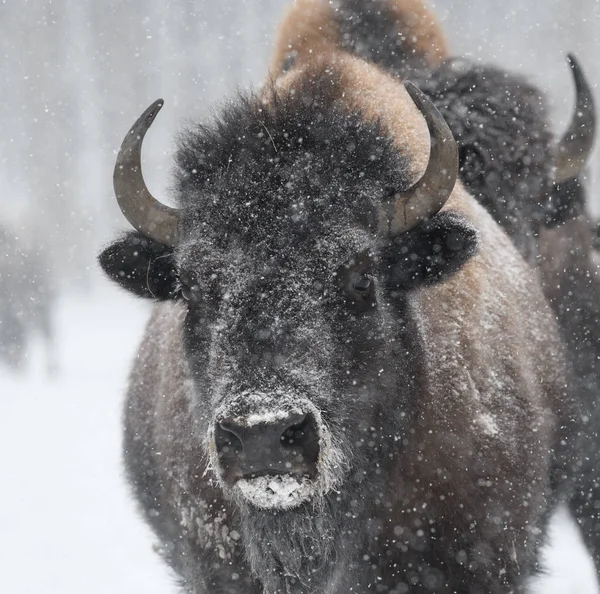 Hoofd Schot Close Van Een Bison Een Storm — Stockfoto
