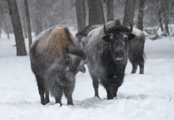 Κοπάδι Bison Στην Χειμερινή Καταιγίδα Αποτίναξη Χιόνι — Φωτογραφία Αρχείου