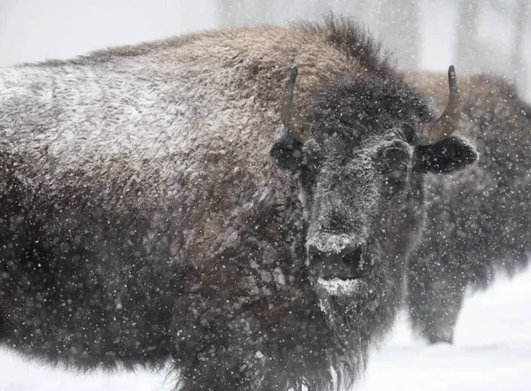Perfil Perto Bisonte Americano Inverno — Fotografia de Stock