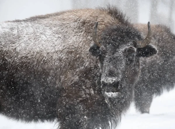 Profiel Van Een Amerikaanse Bizon Close Winter — Stockfoto