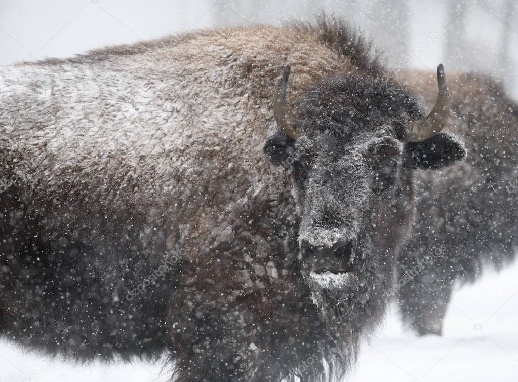 Close up profile of an American bison in the winter