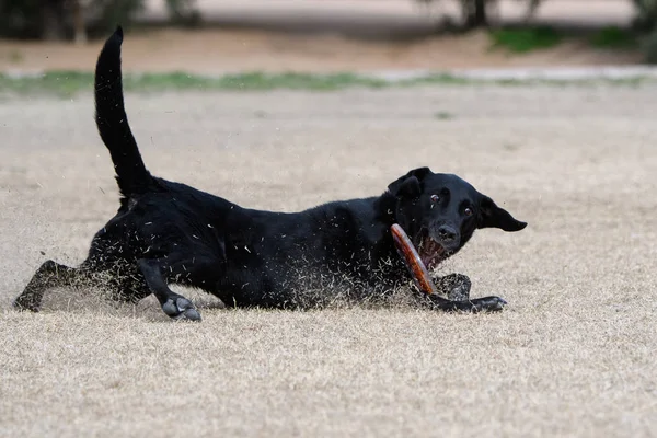 Brown Cane Scorrevole Nell Erba Invernale Morto Cercando Catturare Disco — Foto Stock