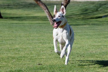 Köpek parkta çalıştıran ve having fun