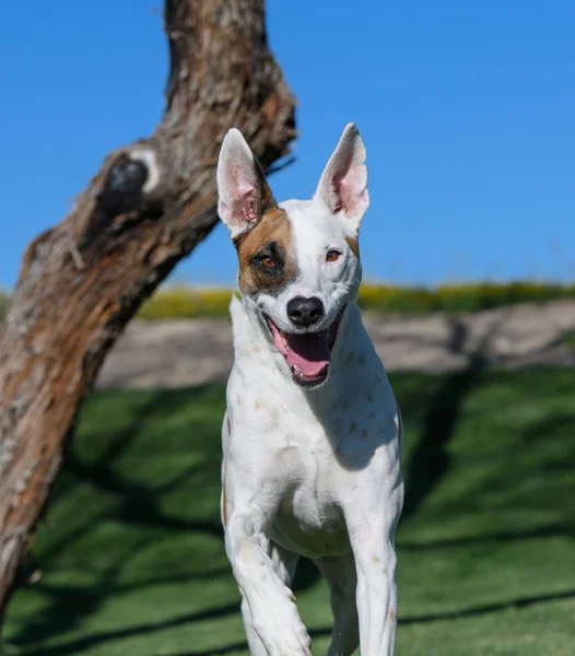 Happy Dog Running Park Portraits — Stock Photo, Image