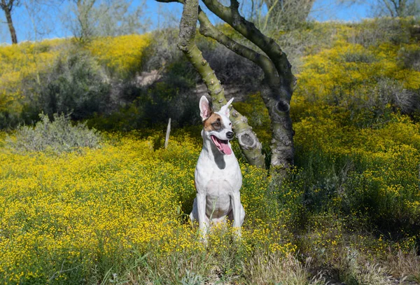 Μικτή Φυλή Σκύλου Από Ένα Δέντρο Palo Verde Αγριολούλουδα — Φωτογραφία Αρχείου
