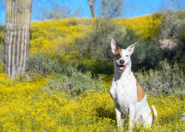 Beyaz köpek kır çiçekleri çölde süper çiçek poz verdi