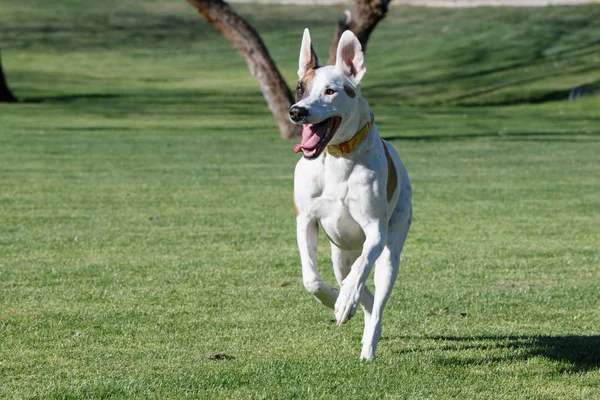 Dog Running Park Having Fun — Stock Photo, Image