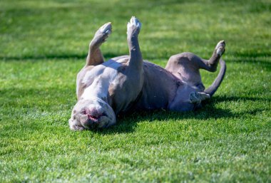 Çim üzerinde bir bahar günü güneşin tadını çıkarırken sırtında Pitbull