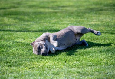 Köpek bahar gününde çim haddeleme