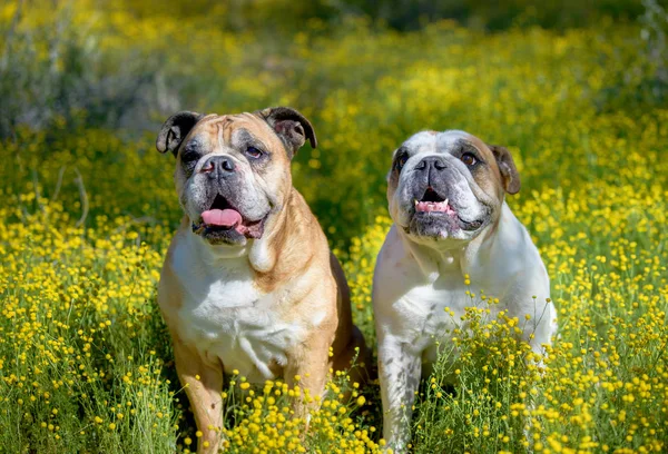 两只英国斗牛犬在沙漠的花朵中摆姿势 — 图库照片