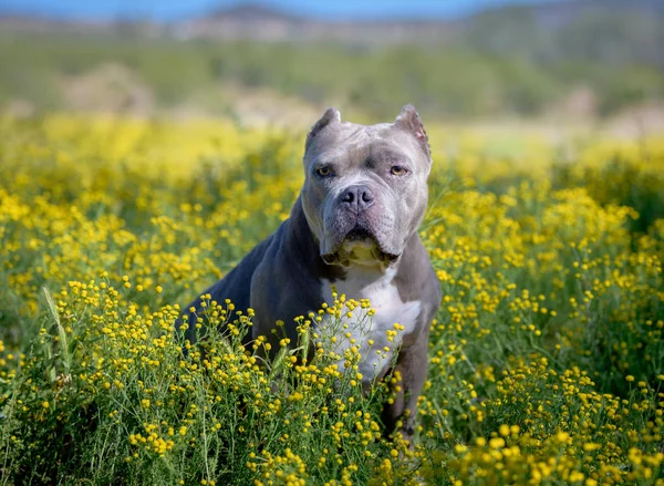 Pitbull Κάθεται Στο Σούπερ Άνθος Της Ερήμου Λουλούδια — Φωτογραφία Αρχείου