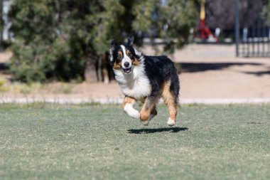 Avustralya çoban parkta çalışan