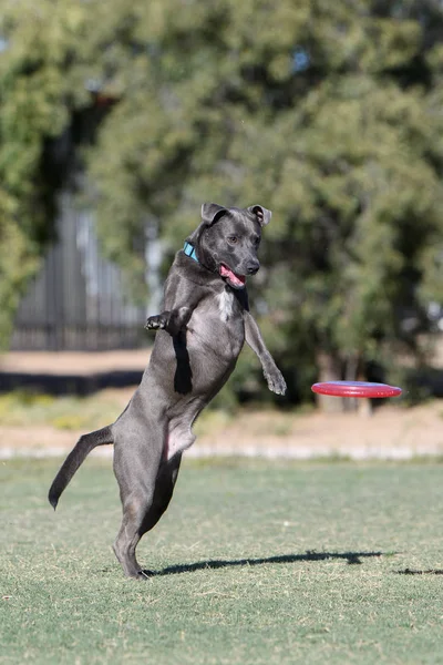 Cane Grigio Piedi Sulle Zampe Posteriori Guardare Disco — Foto Stock