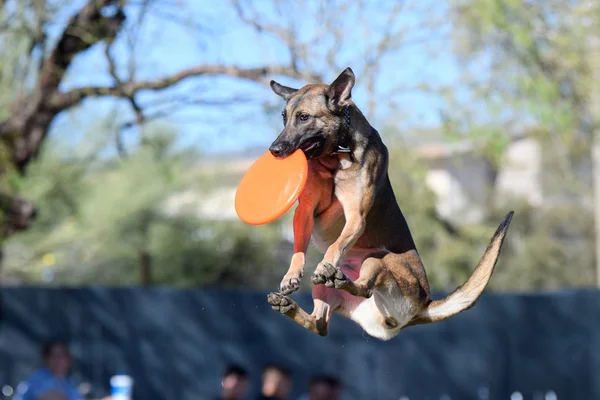 Malinois Mitten Luften Efter Att Fånga Skiva — Stockfoto