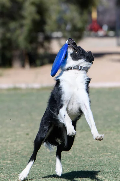 Border Collie Nauwelijks Vast Houden Een Disc Een Vangst — Stockfoto