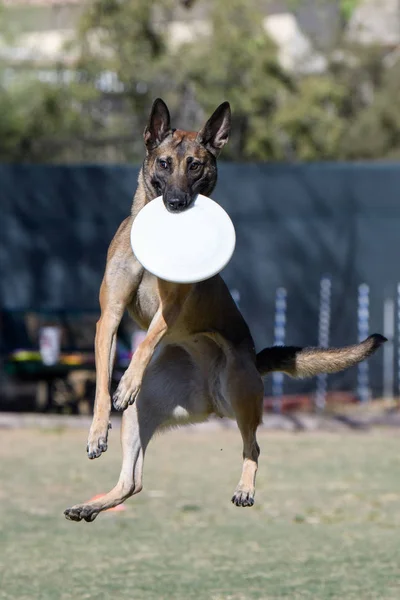 Σκύλος Δίσκο Στο Στόμα Του Που Προσγειώνεται Μετά Από Μια — Φωτογραφία Αρχείου