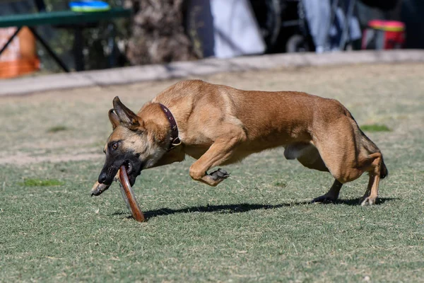 Belgischer Malinois Fängt Eine Scheibe Als Sie Auf Dem Gras — Stockfoto