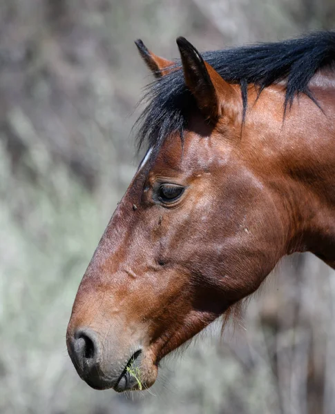 Profile close up of a wild horse feeding