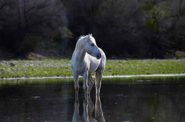 Salt River Wild Horse