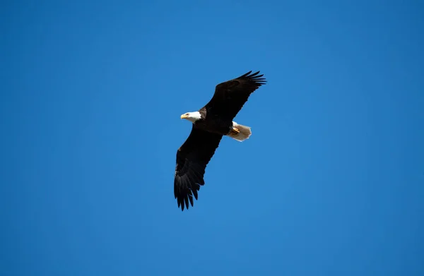 Pygargue à tête blanche volant contre un ciel bleu — Photo