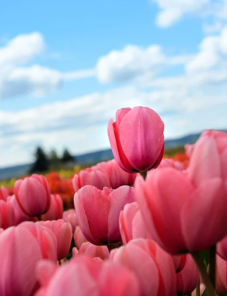 Lone Tulip on it's own — Stock Photo, Image