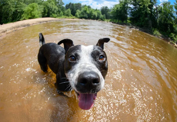 Fisheye fun at the river — Stock Photo, Image