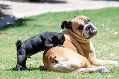 Küçük pug köpek yavrusu çimbir bulldog tırmanma