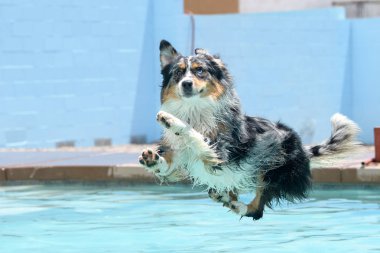 Merle Aussie havuza inmek üzere
