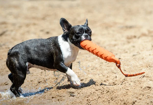 Bulldog francese che trasporta un giocattolo paraurti in spiaggia — Foto Stock