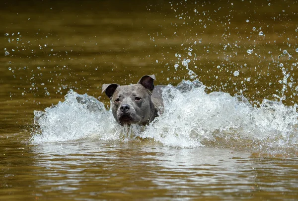 Pitbull gris causando un velorio nadando en el río — Foto de Stock