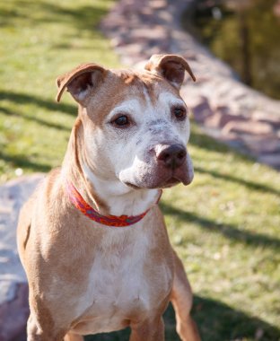 Parkta kıdemli pitbull