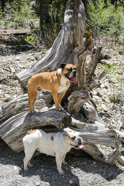 Due bulldog in posa su un tronco d'albero — Foto Stock