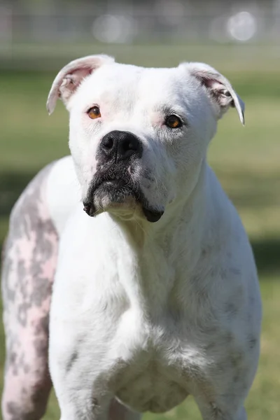 All white pitbull posing — Stock Photo, Image