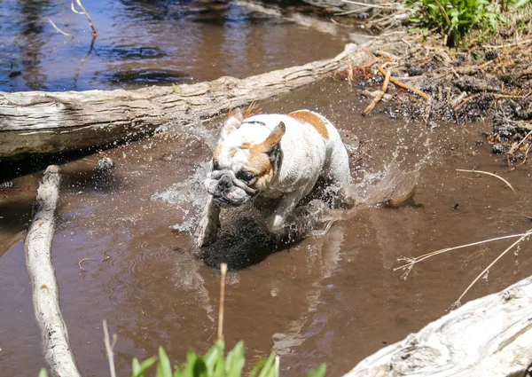 Bulldog biegną przez błotnistej wody — Zdjęcie stockowe