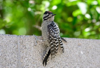 Gila Woodpecker on the side of a wall clipart