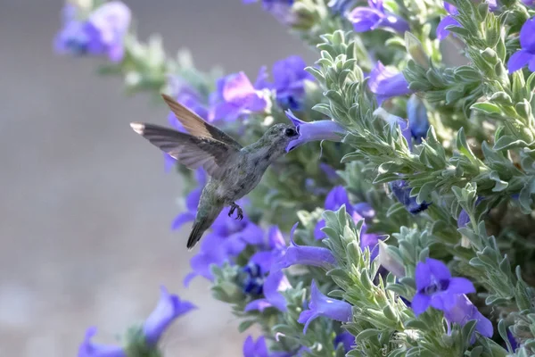 보라색 꽃을 먹는 벌새 — 스톡 사진