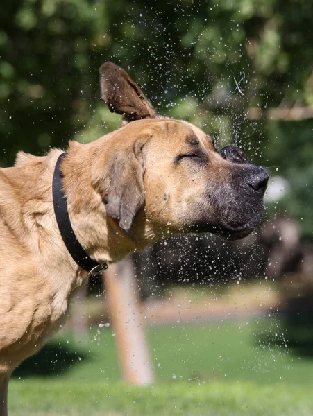 Mastiff sacudiendo el agua y escupiendo — Foto de Stock