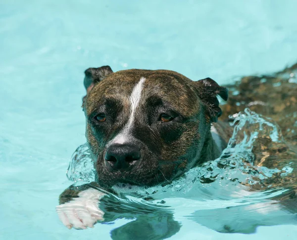 Brindle pit bull nadando en la piscina — Foto de Stock