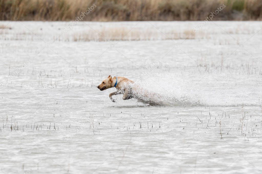 Yellow Labrador Retriever running through the water at a hunt te
