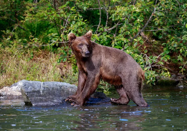 Bruine beer staande op een rots — Stockfoto