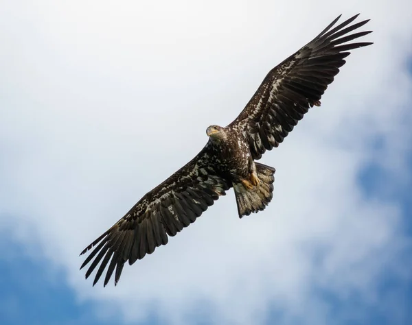 Aigle chauve juvénile s'envole — Photo