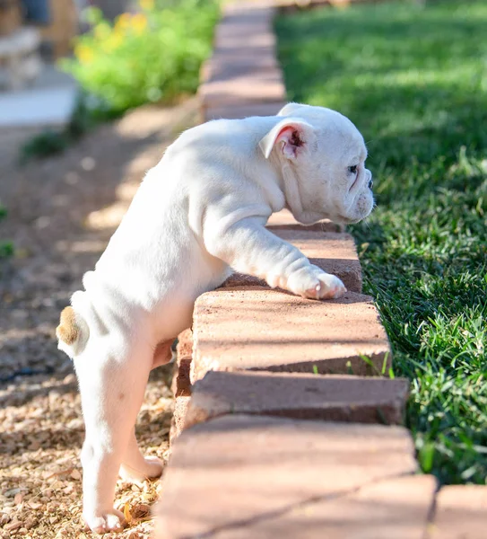 잔디에 올라가려고 하는 불독 강아지 — 스톡 사진