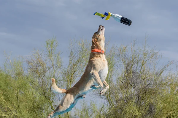 Gelber Labrador Retriever fängt ein Spielzeug — Stockfoto