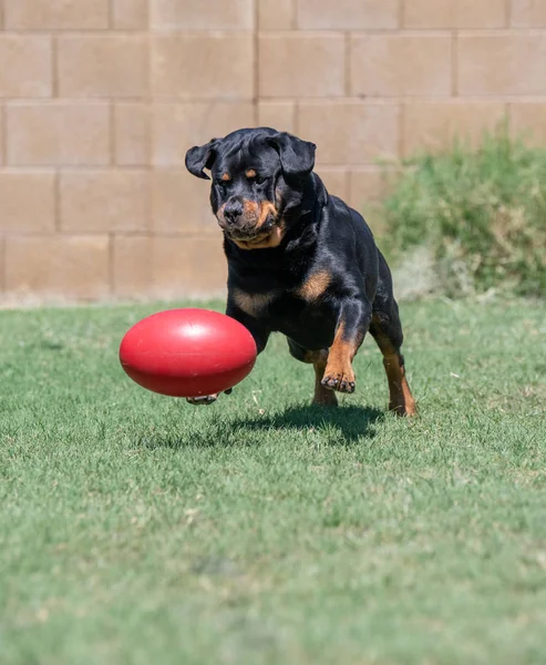 Rottweiler brincando com um brinquedo vermelho — Fotografia de Stock