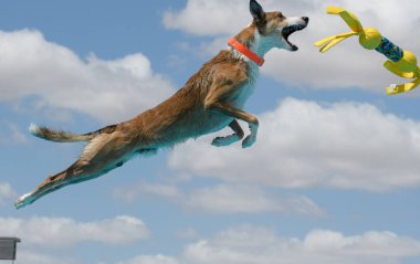 Kahverengi köpek sarı bir oyuncak rıhtım dalış yakalamak