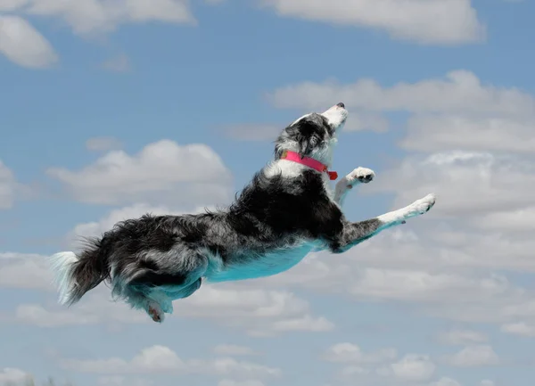 Merle Aussie en medio del muelle de aire de buceo —  Fotos de Stock