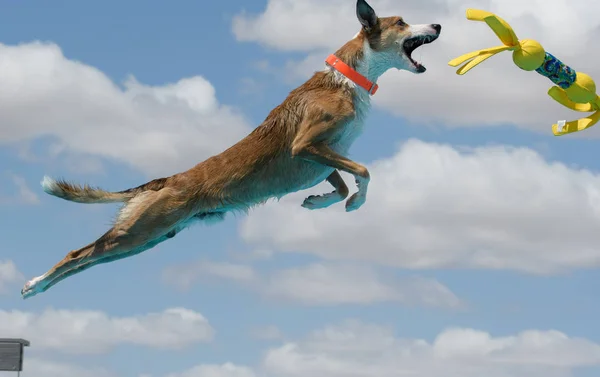 Cão marrom pegando um brinquedo amarelo doca mergulho — Fotografia de Stock