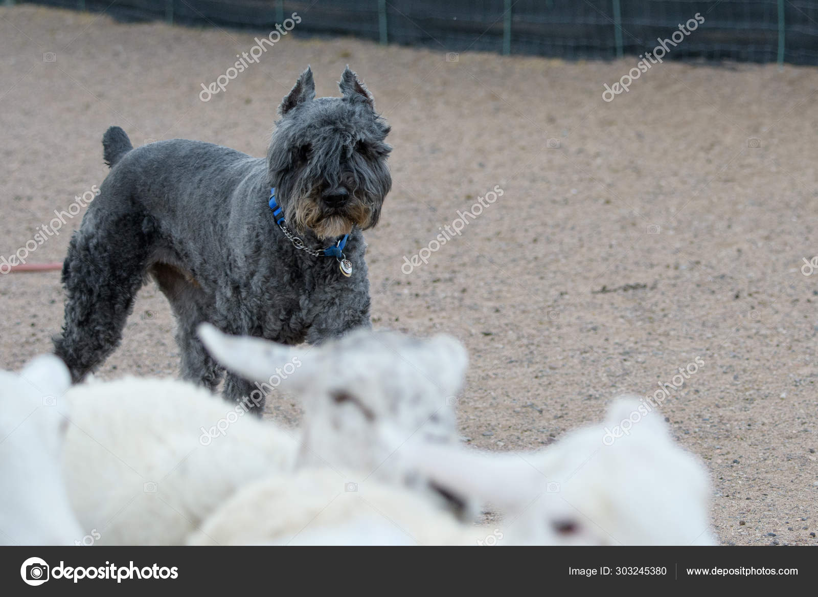 Bouvier des Flandres herding sheep — Stock Photo © feeferlump