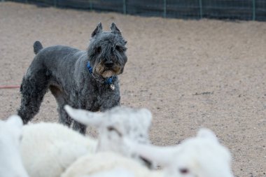 Bouvier des Flandres çoban lık koyunu